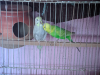 Budgerigar & Betta, guppy & gourami fish